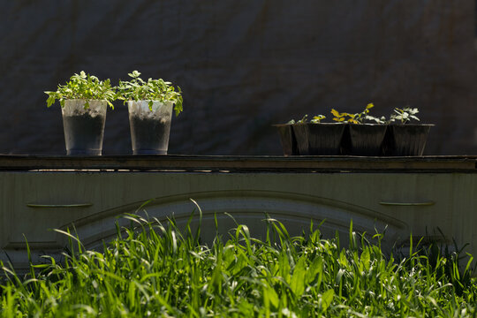 Growing tomato seedling in plastic cups.