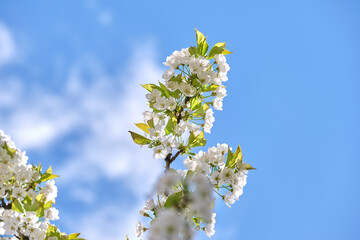 Twigs of cherry tree with white blossoming flowers in early spring