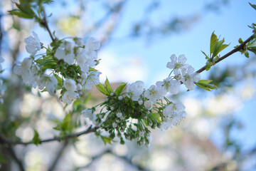 Twigs of cherry tree with white blossoming flowers in early spring