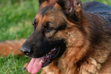 close-up of the half-profile head of a german shepherd dog staring off into infinity but relaxed mouth ajar, tongue half out of the mouth. calm, relaxed, confident and interesting.