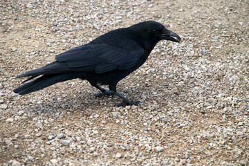 Obraz premium Rabenkrähe (Corvus corone), mit Futter im Schnabel