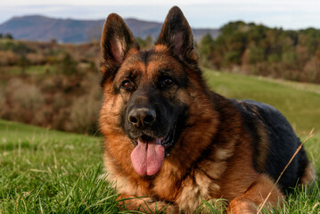 close-up half-profile portrait of a German shepherd dog lying on the grass, like a sphinx, facing the camera, attentive and relaxed look upwards behind the camera, quiet calm, mouth ajar, tongue half 