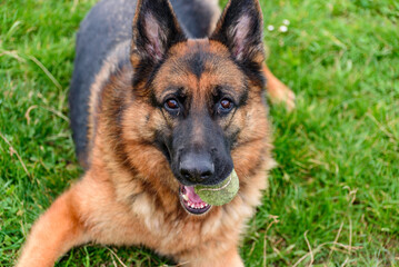 portrait of a german shepherd lying on the grass like a sphinx with an old tennis ball in his mouth and looking directly at the camera