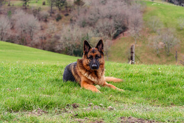 german shepherd dog lying on the grass in the middle of a large meadow, in the background the forest in winter, like a sphinx with an old tennis ball in front of his hands and staring at the camera, s