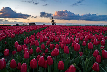 Fototapeta na wymiar new day in the tulips