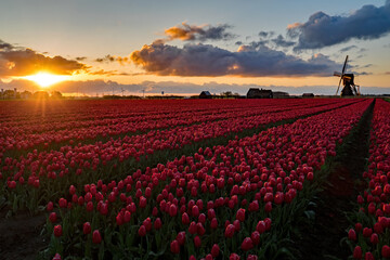 red tulip field at sunset