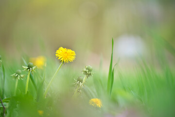 Yellow dandelion flowers blooming on summer meadow in green sunny garden