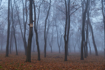 Autumn forest in the fog in the morning, and a tree with a birdhouse