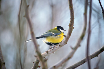 Yellow wild tit bird perching on tree branch on cold winter day