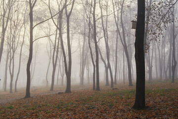 Autumn forest in the fog in the morning, and a tree with a birdhouse