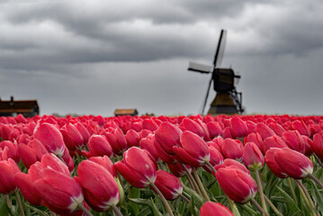 storm in the tulips