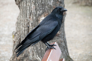 Krähe, Rabenkrähe (Corvus corone)