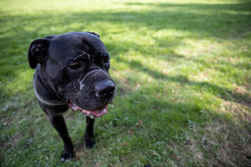 Cane Corso