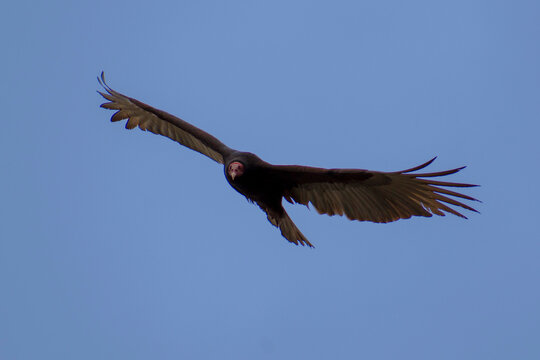 Cathartes aura, jote cabeza colorada, turkey vulture, in flight and looking at the camera in Corrientes, Argentina
