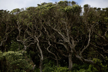 Bethells Beach