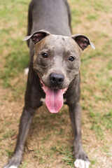 Pit bull dog playing in the park. Green grass, dirt floor and wooden stakes all around. Selective focus