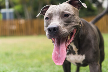 Pit bull dog playing in the park. Green grass, dirt floor and wooden stakes all around. Selective focus