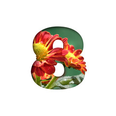 Number eight shape cut out of white background. Chrysanthemum flowers bloom. Number 8 with floral...