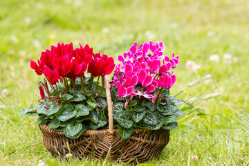 cyclamen persicum in a basket