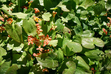 Epimedium alpinum, the alpine barrenwort, is a species of flowering plant in the genus Epimedium,...