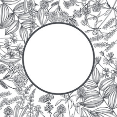 Vector frame with medicinal herbs.