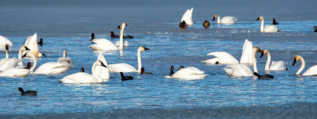tundra swans and water fowl on a frozen Lake at Bear River Bird Refuge