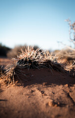 Fototapeta premium Cactus in Canyonlands National Park