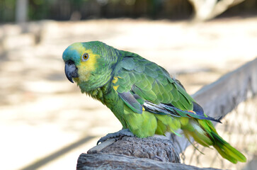 Obraz premium green and yellow parrot