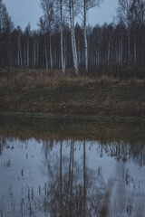 Fototapeta premium Birch on the shore of a lake. Birch tree reflected in water. Autumn evening dark gloomy light