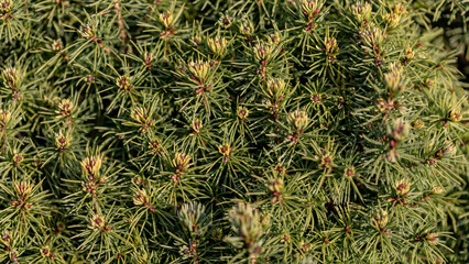 Juniper tree branch texture green needle background. Juniperus communis bush is evergreen coniferous tree as background. Macro of juniper branch pattern. Background with juniper branches grow close-up