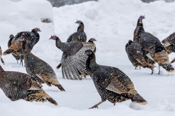 A flock of turkeys in the snow