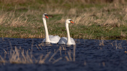 Fototapeta premium Two beautiful white swans in the lake. Grass in the background