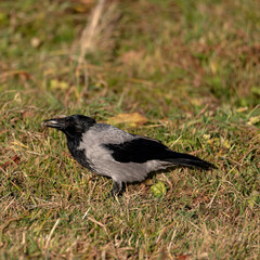 Obraz premium Black crow walks on green lawn looking for food. Raven on grass. Wild bird on meadow. Predatory animal of city fauna. Background of wild anima