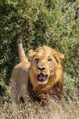 Male Lion, Pilanesberg National Park