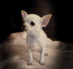 Portrait of upset crying chihuahua puppy with black background