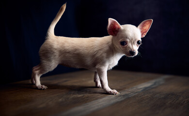 Chihuahua puppy portrait with black background
