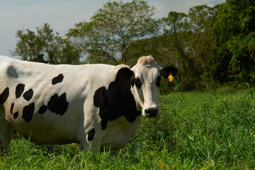 Cow freely on farm land pastoral environment
