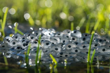 Tuinposter frog eggs on water surface © Marc Andreu
