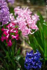 Close up of blooming spring flowers in nature