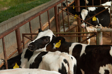 Close up of eyes portrait photo of a brown holstein friesian dairy cattle looing at camera in a stable