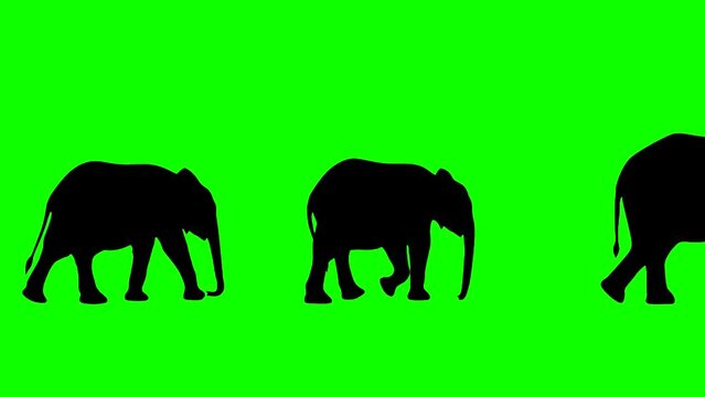 Walking elephants, animation on the green background (seamless loop)