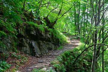 A hillside forest in July near the village of Dordolla in the Moggio Udinese municipality of Udine province, Friuli-Venezia Giulia, north east Italy
