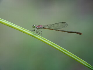dragonfly on a leaf