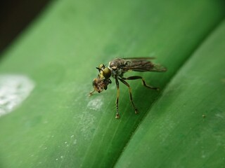 macro of a fly