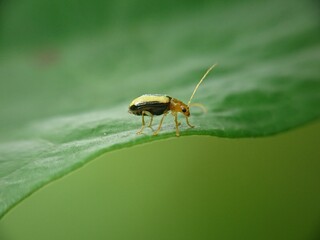 bug on a leaf