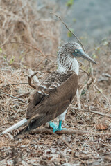 Profile portrait of a blue-footed booby standing on a branch on the ground