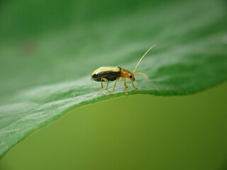 bug on a leaf