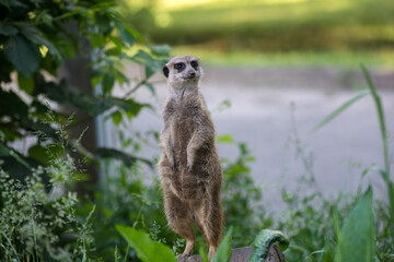 Meerkat. The wild nature.