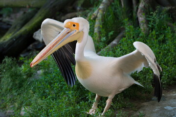 Pelican. The wild nature.
