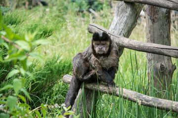 Monkey. The wild nature.
